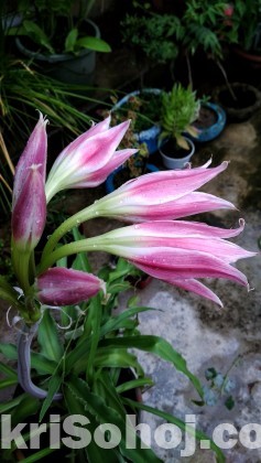 ক্রিনাম লিলি